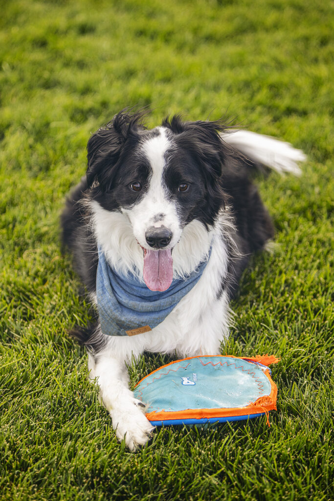 denver pet photography by dreamstate 1