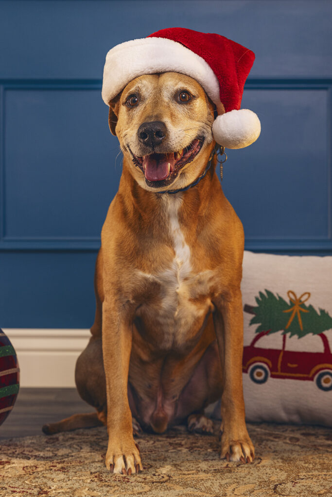 holiday pet photography from denver photographer dreamstate photography 4