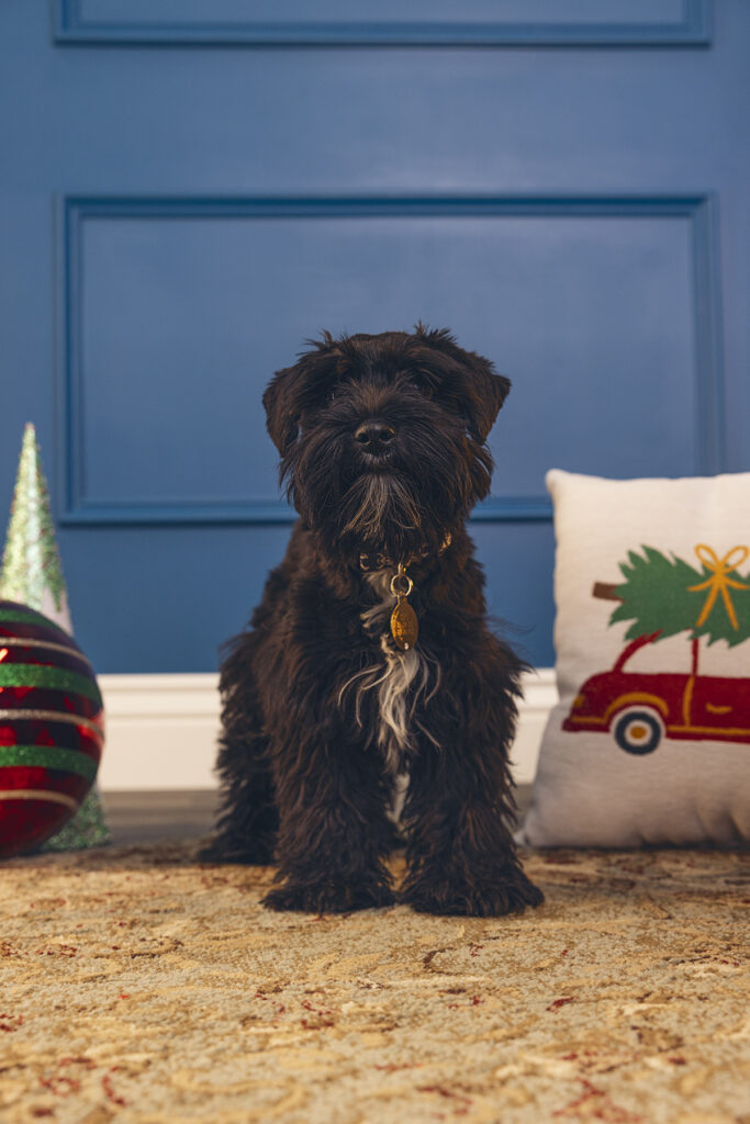 holiday pet photography from denver photographer dreamstate photography 5